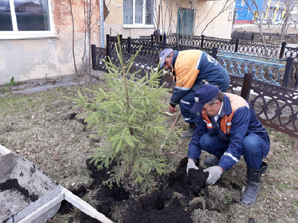 Высадка елок в филиале АО "Газпром газораспределение Челябинск" в Усть-Катаве Высадка елок в филиале АО "Газпром газораспределение Челябинск" в Усть-Катаве